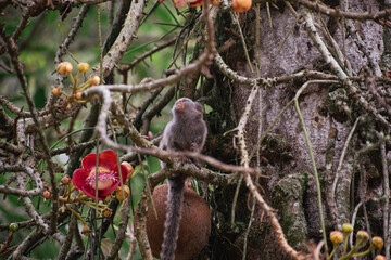 squirrel on a branch