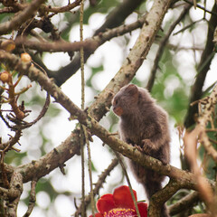 Fototapeta premium squirrel on a branch