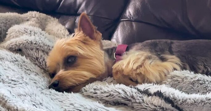 Lovely Yorkshire terrier girl resting comfortably on a couch