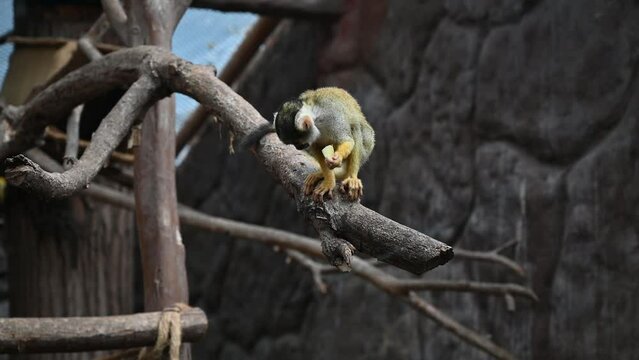 Baby common squirrel monkey also known as Saimiri sciureus peeing in a tree. 4K UHD video