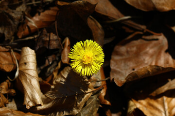 Blooming wild coltsfoot in early spring in nature during a sunny day.