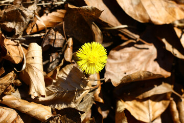 Blooming wild coltsfoot in early spring in nature during a sunny day.