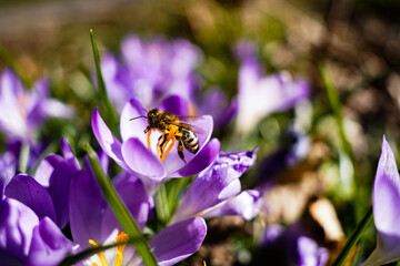 Biene landet auf Krokus