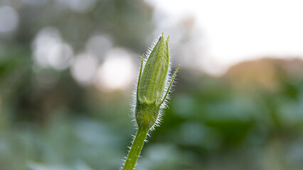 Zucchini plant. zucchini flower. zucchini flower in the garden.