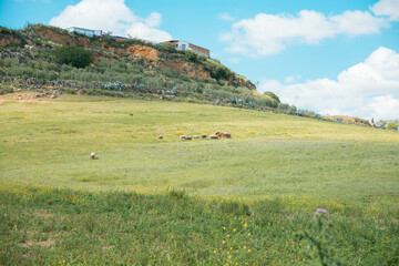 Paisaje  de dehesa con rebaño de ovejas