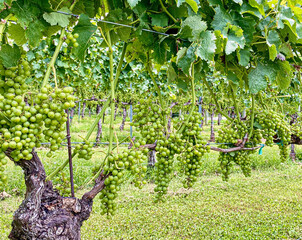 Ripening Grape Clusters hanging on a Grapevine in the Summer