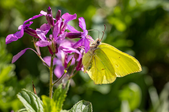 Yellow butterfly feeding on a purple violet Lunaria flower, sunny day in springtime