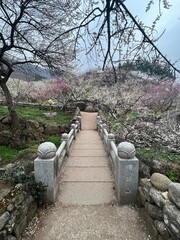 Korean traditional bridge surrounded with flowers, South Korea.