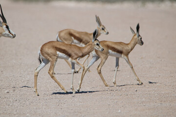 Springbok lamb, Etosha National Park, Namibia