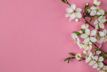 Fototapeta na wymiar White cherry flowers on a pink background. Spring time background. Flat lay. Copy space.