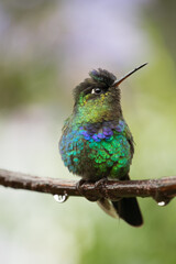 hummingbird