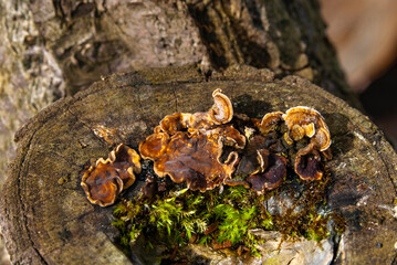 Mushrooms. Stereum hirsutum (Stereum hirsutum)