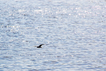 seagull sea bird on the sea beach