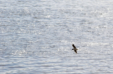 seagull sea bird on the sea beach