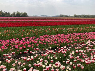 Buntes Tulpenfeld in Holland