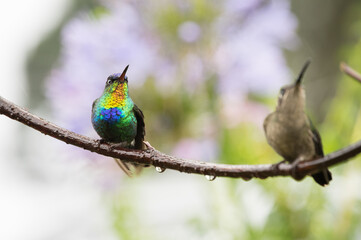 hummingbird