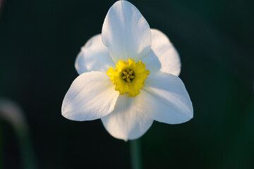 White daffodil flower