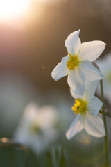 Fototapeta na wymiar Daffodil flowers on a background of the Sun