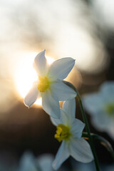 Daffodil flowers on a background of the Sun