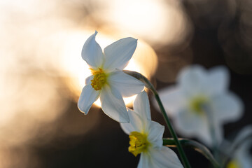 Daffodil flowers on a background of the Sun