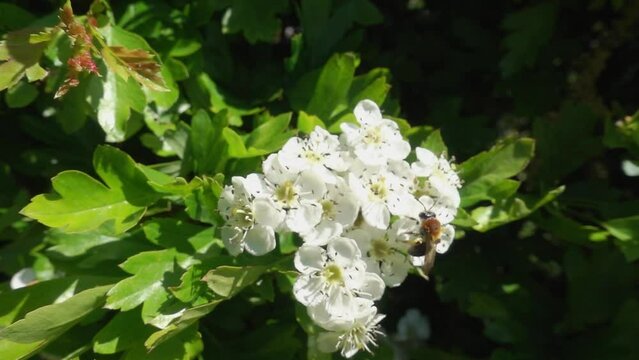 Small miner bee visitng hawthorn flowers in spring. Pollination