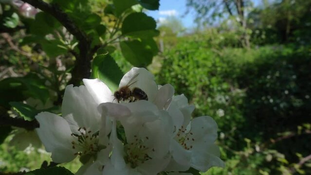 Honey bee (Apis mellifera) visiitng apple blossom in spring. Pollination