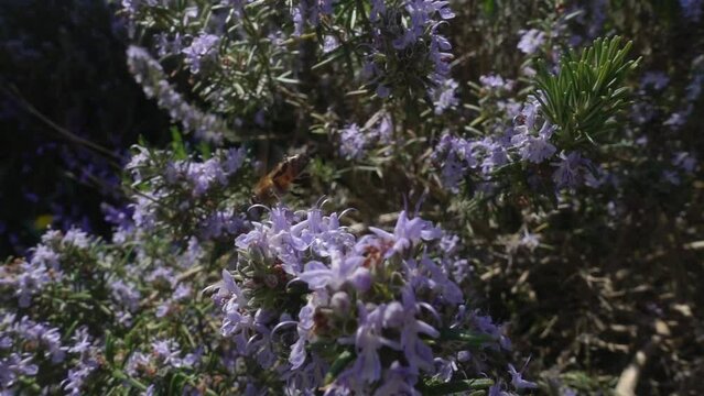 Honey bee (Apis mellifera) visitng rosemary flowers in spring. Pollination