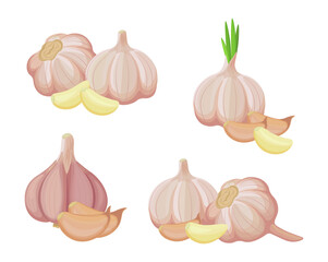 Set of fresh garlic in cartoon style. Vector illustration of vegetables large and small sizes, peeled and unpeeled, whole and cloves on white background.