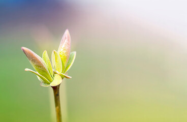 A branch with young leaves in close-up. The concept of the arrival of spring, renewal, new life.