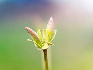 Obraz premium A branch with young leaves in close-up. The concept of the arrival of spring, renewal, new life.