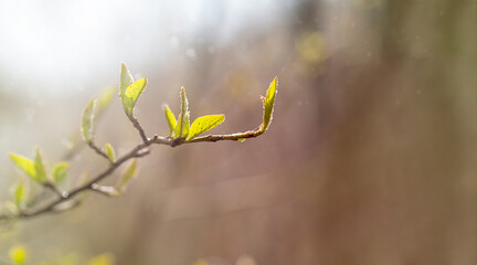 A branch with young leaves in close-up. The concept of the arrival of spring, renewal, new life.