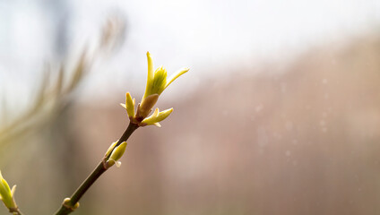 A branch with young leaves in close-up. The concept of the arrival of spring, renewal, new life.
