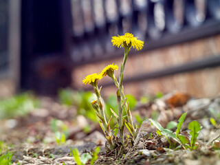The first spring flowers mother and stepmother. The beginning of spring.