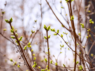 Branches with young leaves. The concept of the beginning of spring