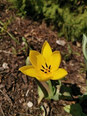 Samotny żółty tulipan na jałowej ziemi. Zdjęcie zrobione 23 kwietnia 2022 roku.  - obrazy, fototapety, plakaty