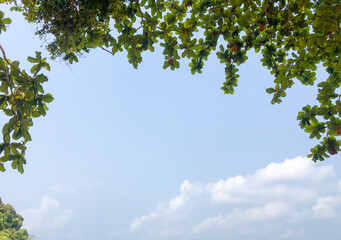 Natural blue sky and cloud with trees framed background, nobody, copy space. summer background concept.