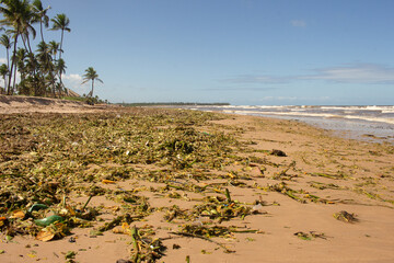 beach water polluted with storm debris named Sargasso