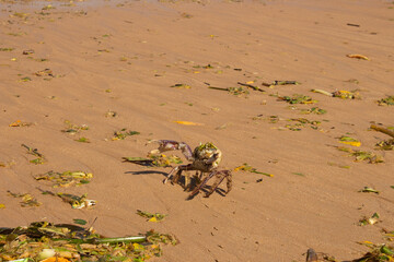 crab on beach polluted with storm debris and algae