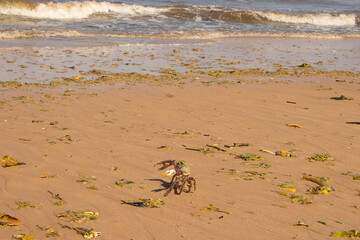 Obraz premium crab on beach polluted with storm debris and algae