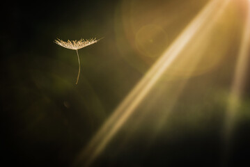Fallin dandelion seed in the rays of setting sun