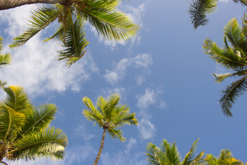 Naklejka na ściany i meble Coqueiral bottom view on a sunny day with blue sky