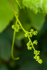 The high altitude wines from the vineyards of Santa Catarina are giving surprising results, due to all the care taken with their grapes, malbec, cabernet sauvignbon, merlot, among others.
