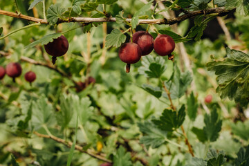 Fresh gooseberries on a branch of gooseberry bush with sunlight. Gooseberry in the fruit garden.