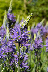 Spikey blue Camassia flowers in springtime, growing in the grass in a garden in Wisley, near Woking in Surrey UK.
