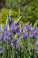 Spikey blue Camassia flowers in springtime, growing in the grass in a garden in Wisley, near Woking in Surrey UK.
