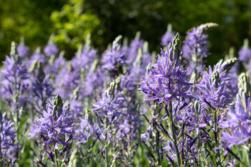 Spikey blue Camassia flowers in springtime, growing in the grass in a garden in Wisley, near Woking in Surrey UK.
