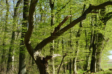 Wald mit grünen Bäumen bei Sonne im Frühling 