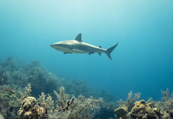 Fototapeta na wymiar Caribbean Reef shark