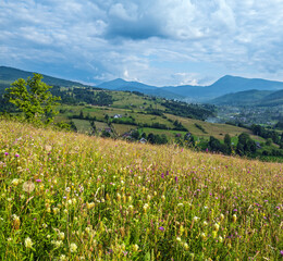 Carpathian mountain countryside summer meadows with beautiful wild flowers