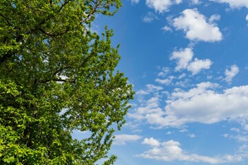 Green tree in a beautiful sky background